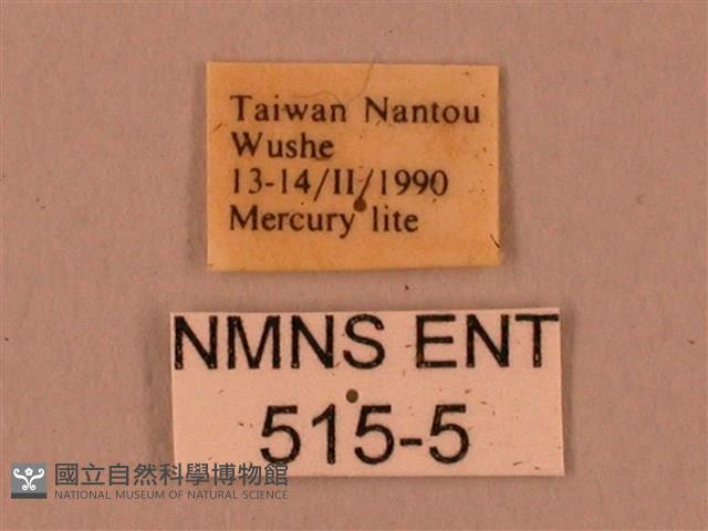 臺灣鋸翅天蛾藏品圖，第3張