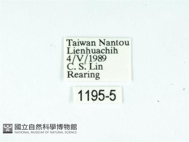 黃肩奇蛾藏品圖，第3張