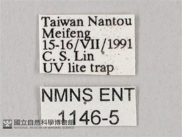 栗六點天蛾藏品圖，第3張