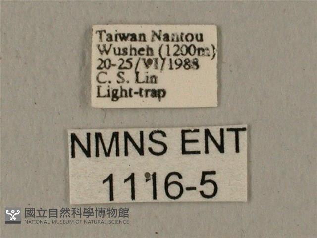 蝦殼天蛾藏品圖，第3張