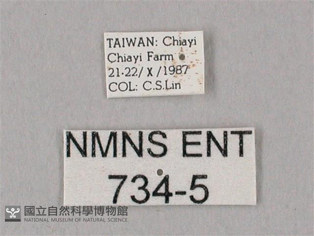 細斜紋霜天蛾藏品圖，第3張