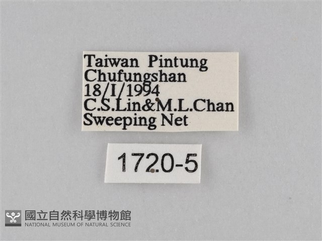 淡紋青斑蝶藏品圖，第3張