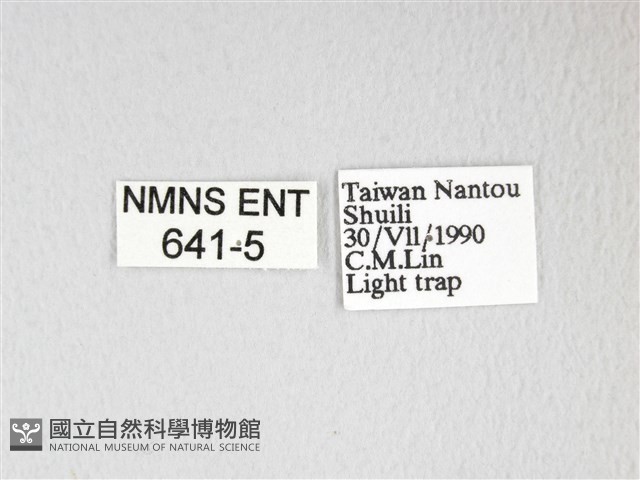 黃豹天蠶蛾藏品圖，第3張