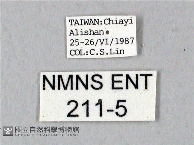 鬼臉天蛾藏品圖，第3張