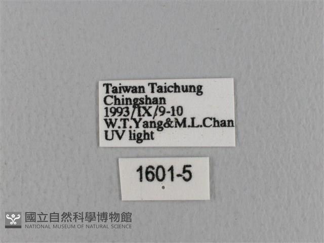 青枯葉蛾藏品圖，第3張