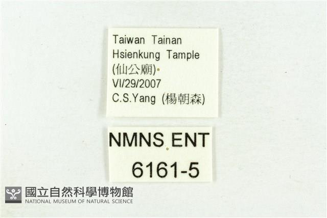 三斑虎灰蝶藏品圖，第3張