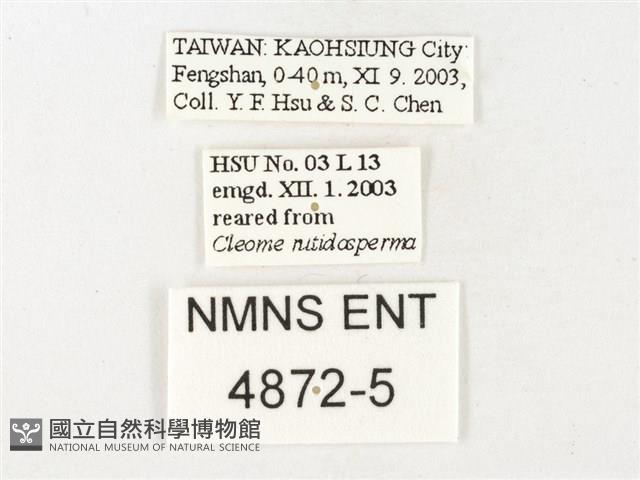 鑲邊尖粉蝶藏品圖，第3張