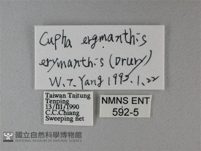 黃襟蛺蝶藏品圖，第3張
