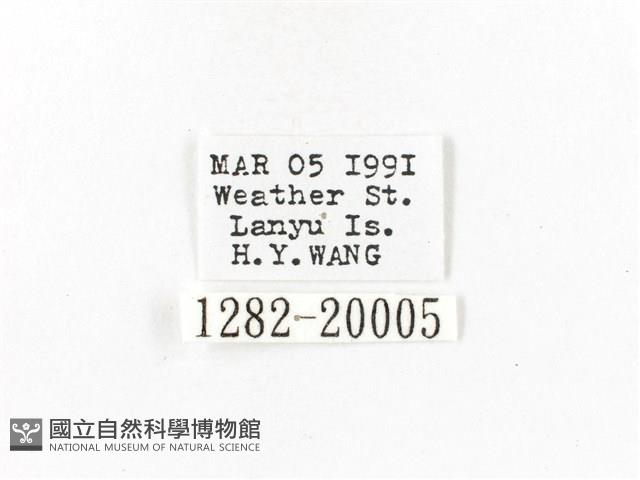 重陽木螢斑蛾藏品圖，第3張