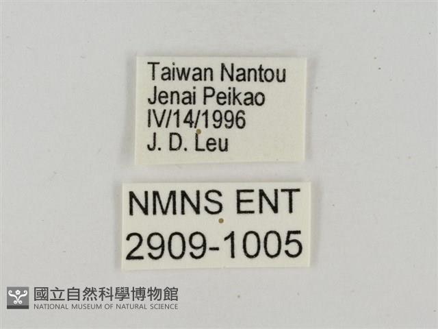 淡褐脈粉蝶藏品圖，第3張