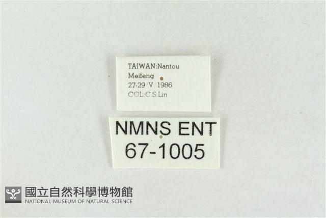 印華波紋蛾藏品圖，第3張