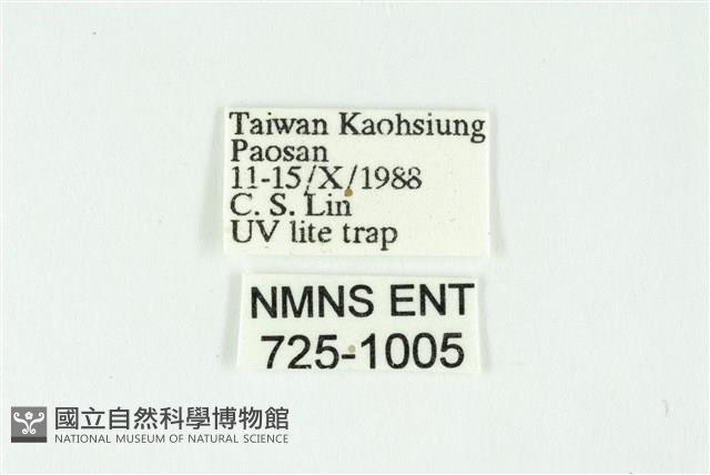 白斑散紋夜蛾藏品圖，第3張