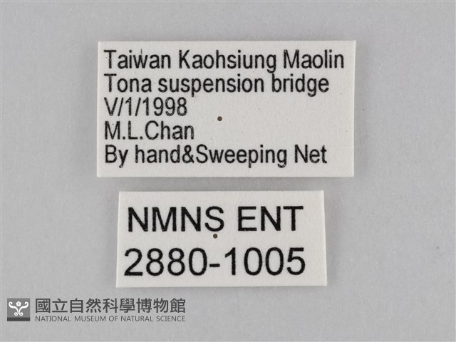 密紋波眼蝶藏品圖，第3張