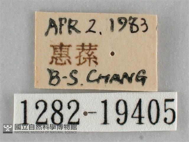 扭擬燈蛾藏品圖，第3張