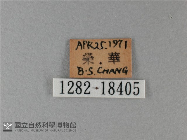 殘眉線蛺蝶藏品圖，第3張
