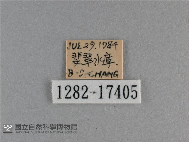黃豹盛蛺蝶藏品圖，第3張