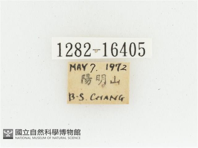 黃肩長腳花金龜藏品圖，第2張