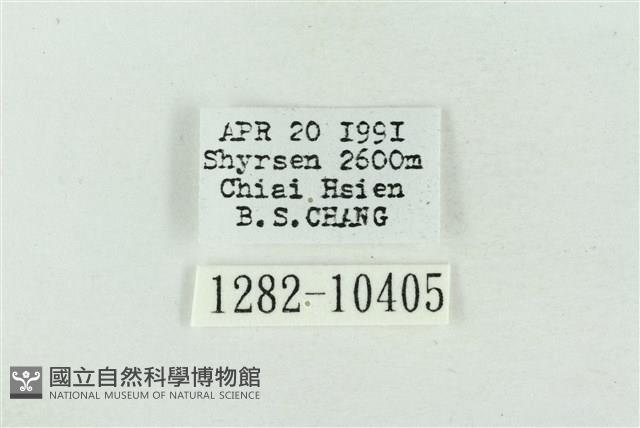 臺美波紋蛾藏品圖，第3張