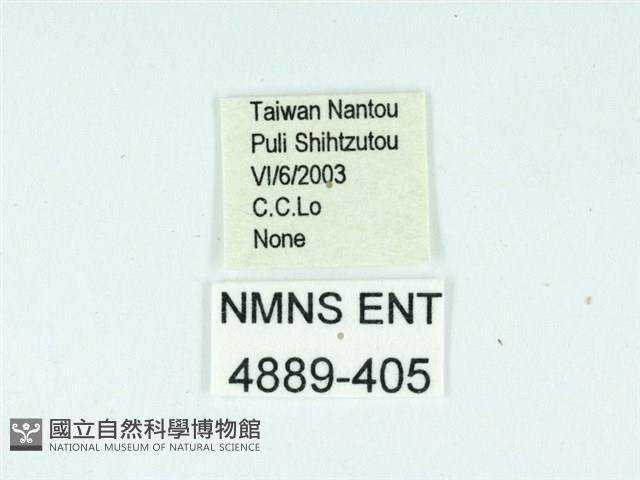 長腳大織蛾藏品圖，第3張