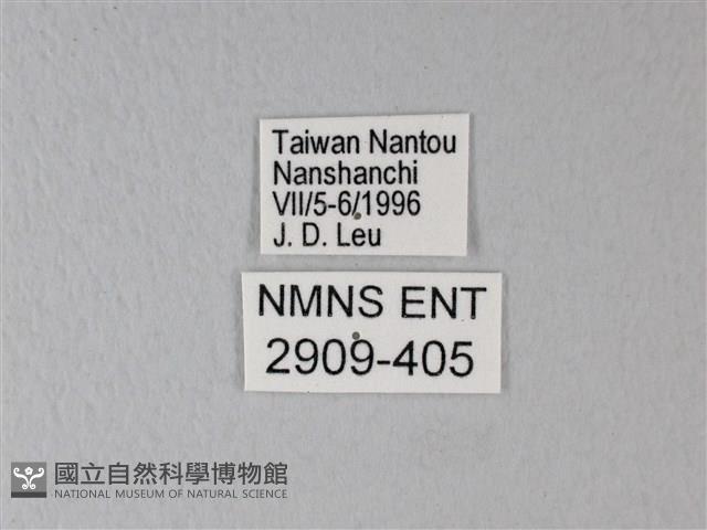橙端粉蝶、端紅蝶藏品圖，第3張