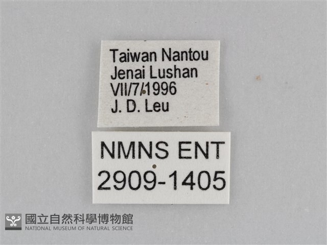 紫帶眉眼蝶藏品圖，第3張