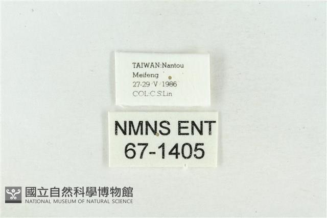 臺洒波紋蛾藏品圖，第3張