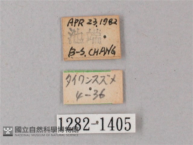 臺灣缺角天蛾藏品圖，第3張