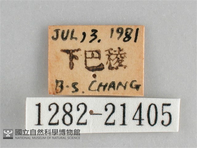 臺灣黛眼蝶藏品圖，第3張