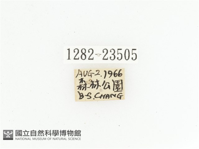 黃斑陷紋金龜藏品圖，第2張