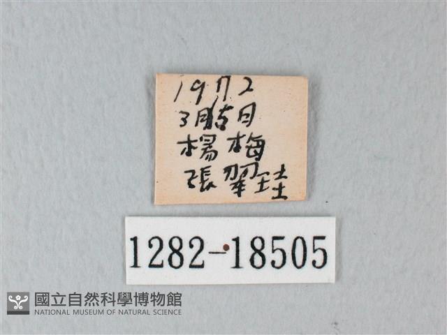 白粉蝶、紋白蝶藏品圖，第3張