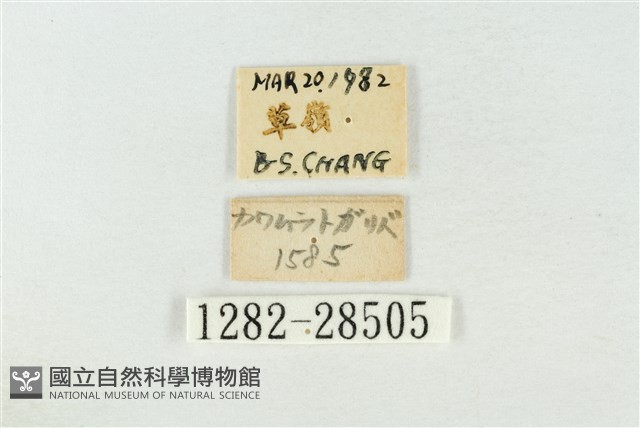 連珠波紋蛾藏品圖，第3張