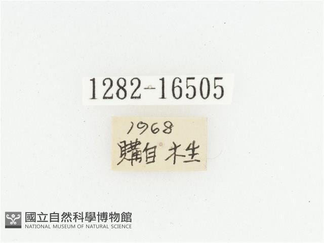 灰斑擬黑花金龜藏品圖，第2張