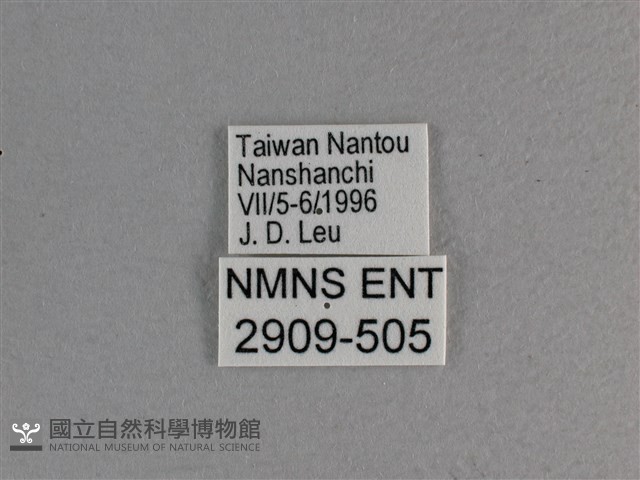 大紅蛺蝶藏品圖，第3張