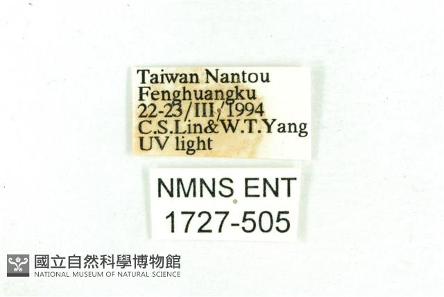 乳白斑燈蛾藏品圖，第3張