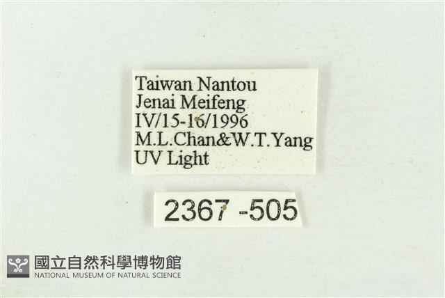 棍棒污燈蛾藏品圖，第3張