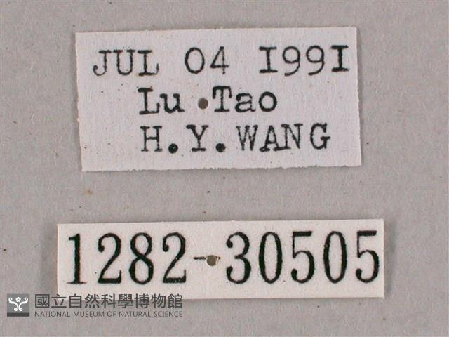 背帶斜紋天蛾藏品圖，第3張