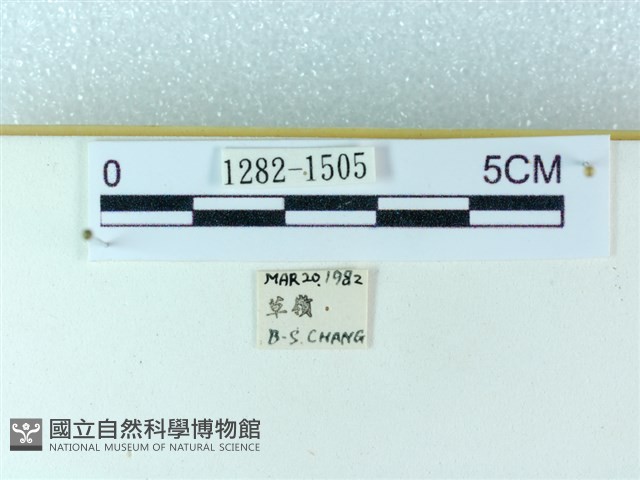 粉蝶燈蛾藏品圖，第3張