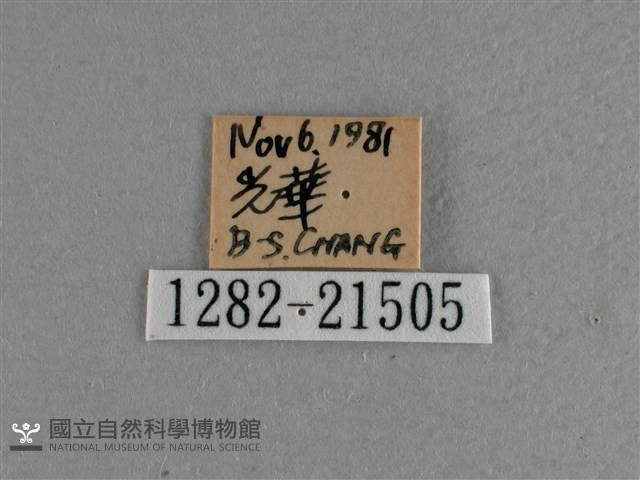 曲紋袖弄蝶藏品圖，第3張