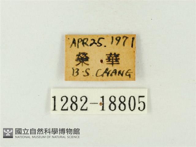 玳灰蝶藏品圖，第3張