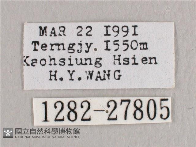 銀端帶鉤蛾藏品圖，第3張