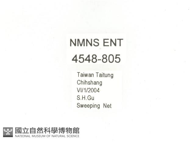 銅點花金龜藏品圖，第2張