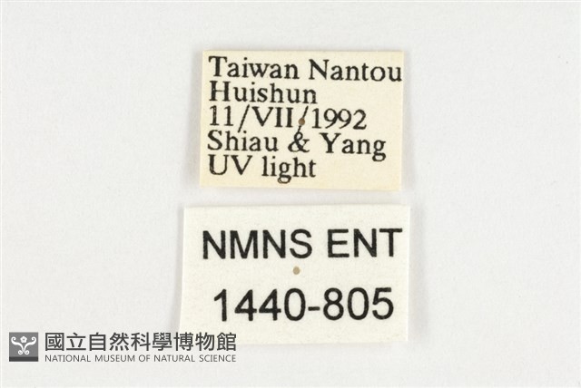臺灣翠蛺蝶藏品圖，第3張