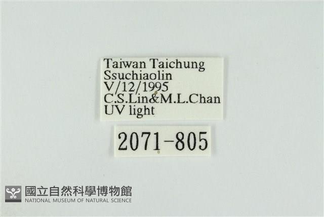 黑翅黃毒蛾藏品圖，第3張