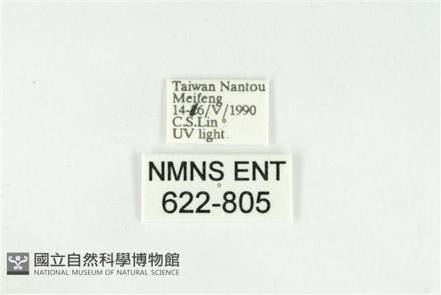 寬紋黃毒蛾藏品圖，第3張