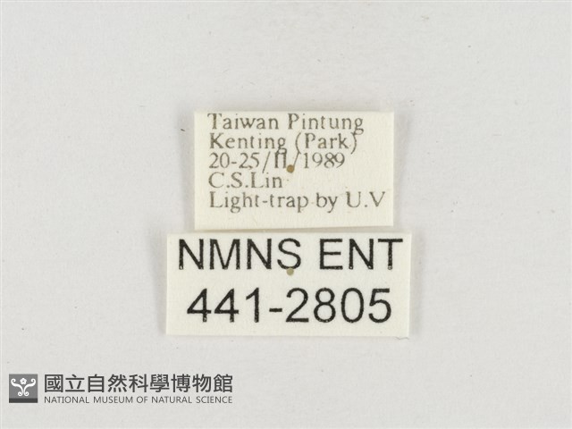 小白紋毒蛾藏品圖，第3張