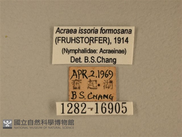 苧麻細蝶藏品圖，第3張