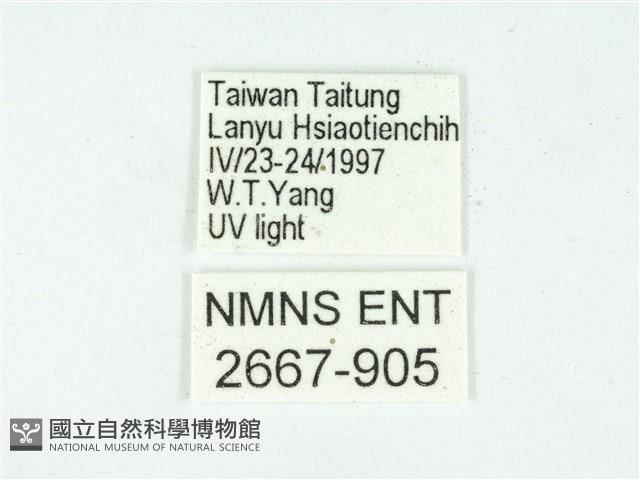 叉紋閃舞蛾藏品圖，第3張