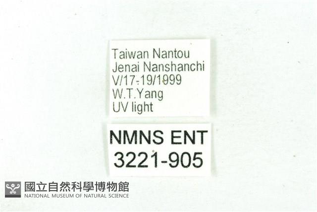 臺雪苔蛾藏品圖，第3張