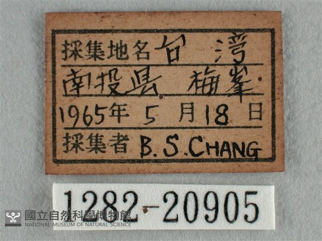 紫日灰蝶藏品圖，第3張