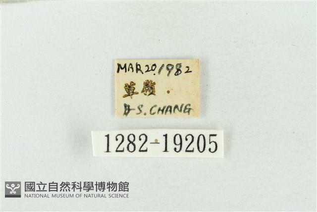 印華波紋蛾藏品圖，第3張